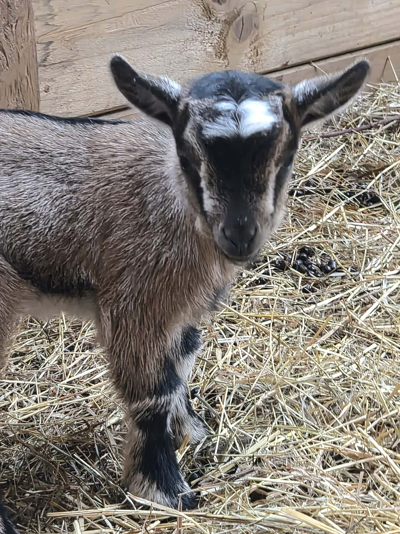 Exciting Farm News – Baby Goats Are Joining Lower Winsford Farm!