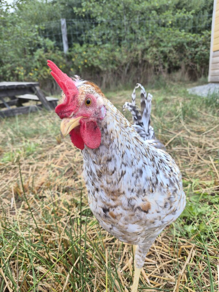 Gary the Rooster has made Lower Winsford Farm his kingdom.  He is very gentle and will come over for a nose