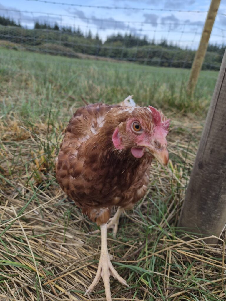 The rescue hens at Lower Winsford Farm have settled in lovely and they are enjoying their new found freedom