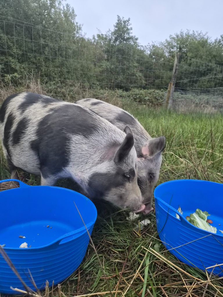Spot and Squiggle the new farm pigs